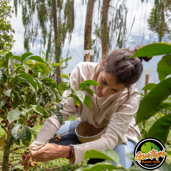 COFFE TOUR GUATAPE - Image 4